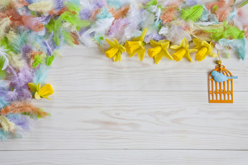 Milticolor feathers and fresh yellow daffodiles. Easter concept. Top view, space for your text on a white wooden background