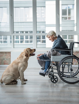Cheerful senior woman looking at the hound. She is sitting in wheelchair covered in a blanket. Pooch is sitting in front of her