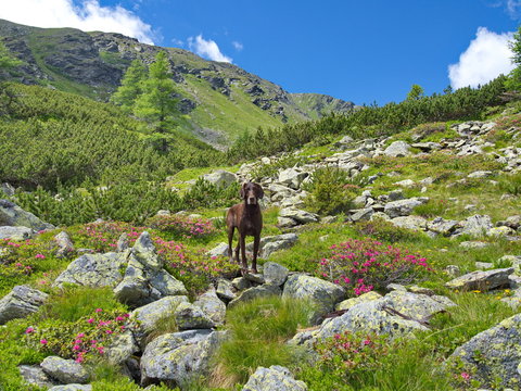 Urlaub mit Hund in den Bergen