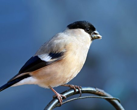 Gimpel (Pyrrhula pyrrhula) Weibchen