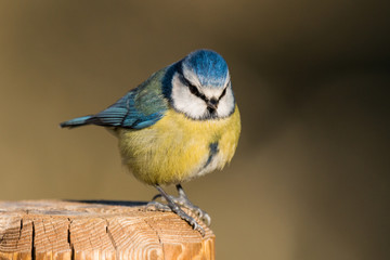 Eurasian blue tit Cyanistes caeruleus