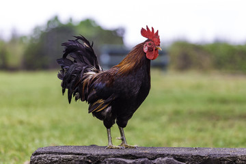 Feral Marans Rooster