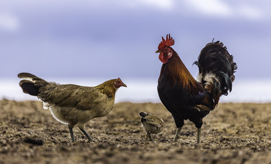 Feral Marans Chicken Family