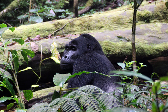 Wilde Berggorillas im Urwald von Uganda Afrika