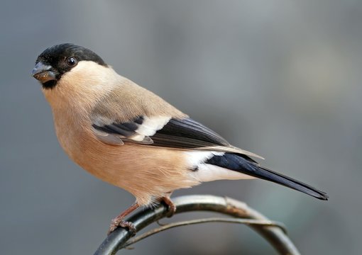 Gimpel (Pyrrhula pyrrhula) Weibchen 