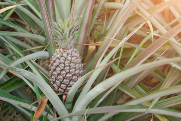 Obraz premium Young pineapple on the tree in farm