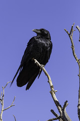 Raven on a dead tree branch