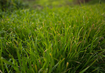 Green grass with dew