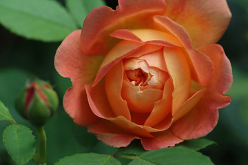 Rose flower with perfect petals and fresh bud about to open
