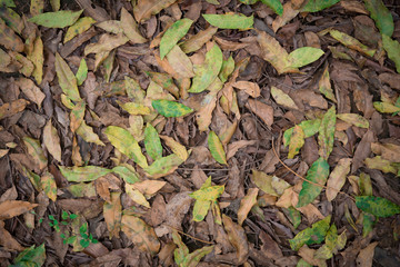 Close up texture dry autumn leaves fall on floor in the park or forest,top view