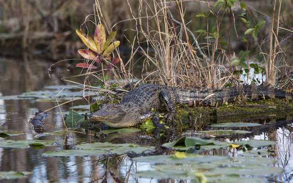 Juvenile alligator in natural habitat in the Okefenokee swamp