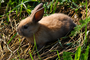 Red-haired rabbit on the farm. Red-haired hare on the grass in nature