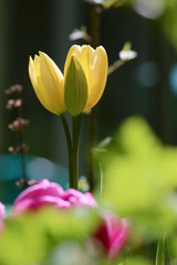 Tulip - Yellow standing tall in  a spring country garden