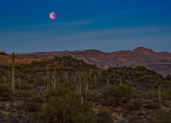 Saguaro Eclipsing Moon