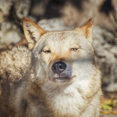 Wolf Portrait in Sunny Day