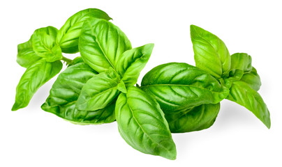 closeup of fresh basil isolated on white