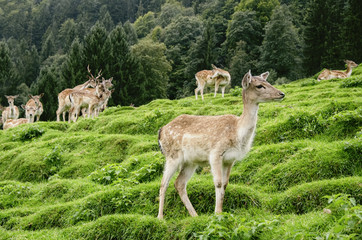 bavarian Alps Deers