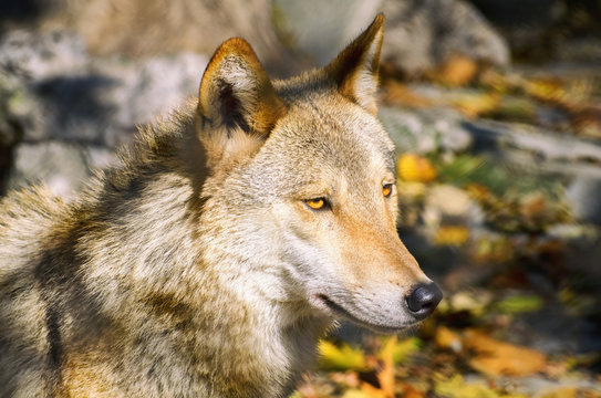Wolf Portrait in Sunny Day