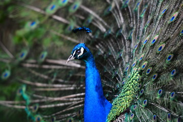 Peacock view. Close up