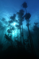 Silhouette Giant kelp forest  grows off the coast of south africa ,is habitat for many species of fish  marine invertebrates and cow shark, Scuba Diving Cape Town, with copy space - obrazy, fototapety, plakaty