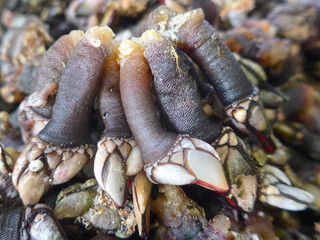 Entenmuscheln,  Krustentiere , Delikatesse, Seafood.  (Percebes) (Pedunculata) (Pollicipes pollicipes)  Entenmuscheln sind in Spanien und Portugal als Percebes bekannt und werden als Seafood geschätzt © anela47