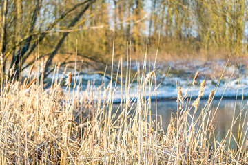 Gefrorener See in einer Winterlandschaft in Rheinhessen