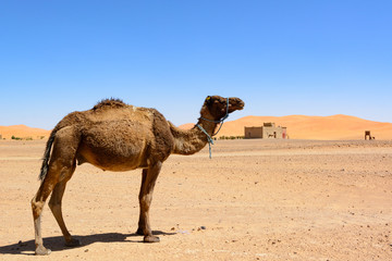 Wielbłąd na pustyni Sahara, Maroko - obrazy, fototapety, plakaty