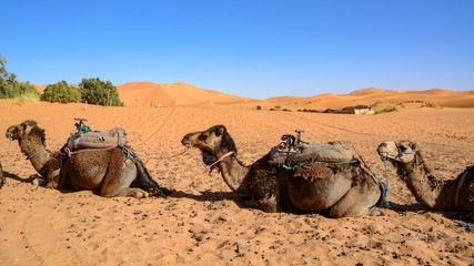 Wielbłądy na wydmach Erg Chebbi, Sahara, Maroko - obrazy, fototapety, plakaty