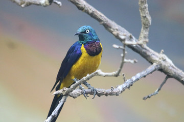 Gouldian Finch
