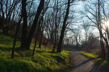 Sunny morning landscape with asphalt path in a forest