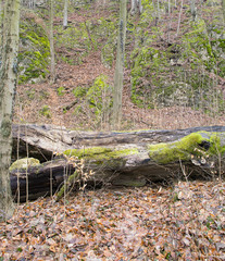 Obraz premium Wczesna wiosna w lesie