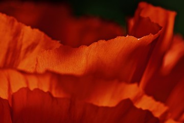 Poppy leaves looking like a wall of flame