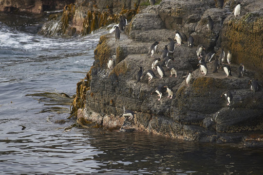 Rockhopper Penguins (Eudyptes chrysocome) heading to sea from a rocky outcrop on the coast of Bleaker Island in the Falkland Islands.