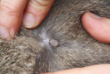 mite on the skin of domestic cat, closeup