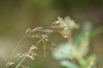 Detail Gras
