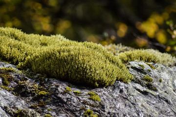 Moos auf dem Felsen