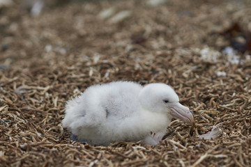 Chick of a Southern Giant Petrel (Macronectes giganteus) in a nest on a beach on Bleaker Island in the Falkland Islands.