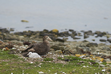 Southern Giant Petrel (Macronectes giganteus) with its chick on the coast of Bleaker Island in the Falkland Islands.