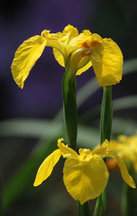 Iris - Flag Iris - yellow