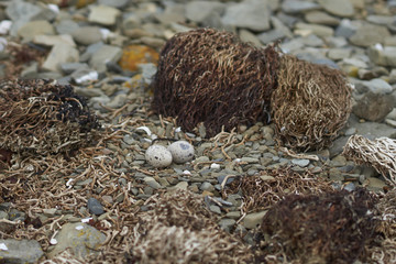 Nest and eggs of the Blackish Oystercatcher (Haematopus ater) on a shingle beach on Bleaker Island...