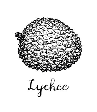 Ink sketch of lychee fruits.