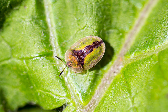 Tortoise beetle, Shield beetle (Cassida vibex or Cassida denticollis), sitting on a leaf