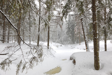 Cold day in snowy winter forest