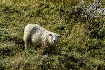 Ein Schaf
