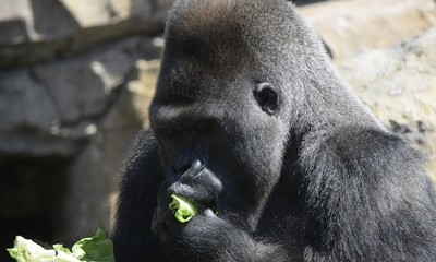 Gorila almorzando
