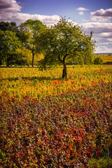 arbre dans les vignes