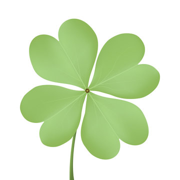 Realistic four-leafed clover on a white background. Vector illustration