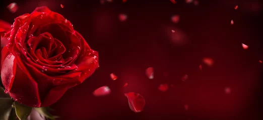 Foto auf Acrylglas Rote Rosen. Strauß roter Rosen. Valentinstag, Hochzeitstag Hintergrund. Valentinsgrüße und Hochzeitsgrenze. Wassertropfen auf Rosenblüten. © weyo