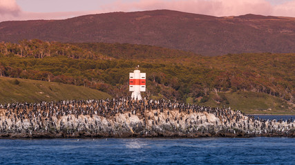 Fototapeta na wymiar Colony of king cormorants at Beagle Channel, Patagonia