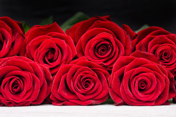 Scarlet roses on a black background. Close up